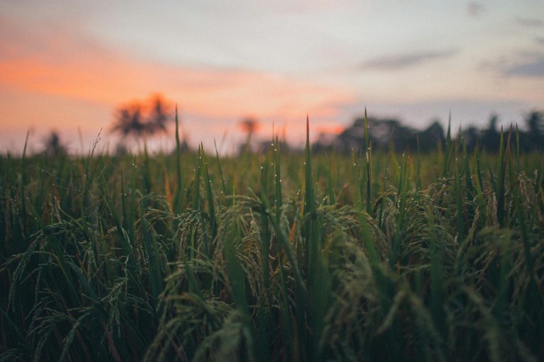 Yield Farming - nowy rozdział w finansach DeFi