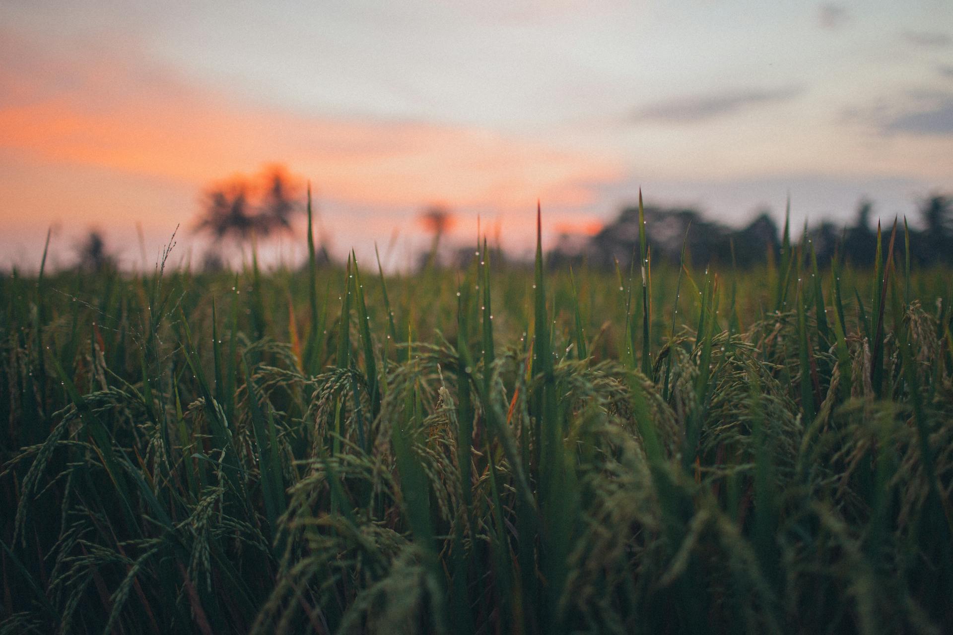 Yield Farming - nowy rozdział w finansach DeFi